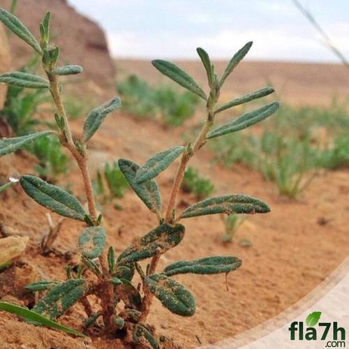 بذور شجرة الرقروق 600 بذرة - Helianthemum