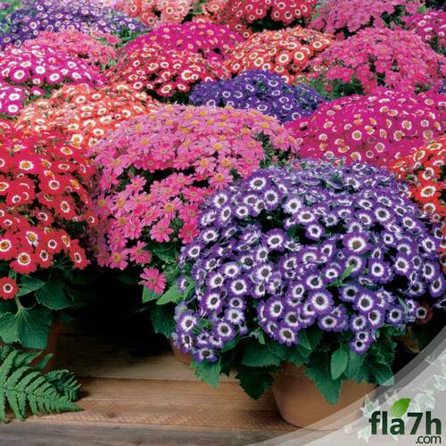 زهرة المرمدة  30 بذرة - cineraria