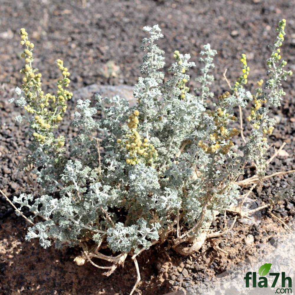 بذور البعيثران 100 بذرة - Artemisia Vulgaris