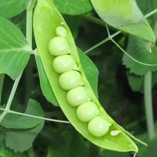 بذور البازالا 25 بذرة Pisum Sativum