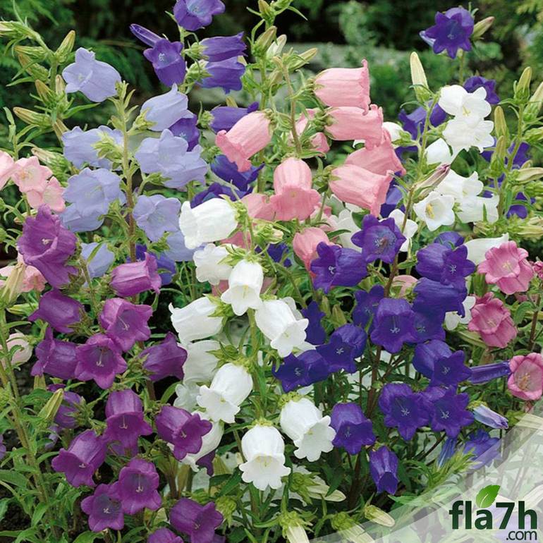 الزهرة المطوقة 70 بذرة - campanula