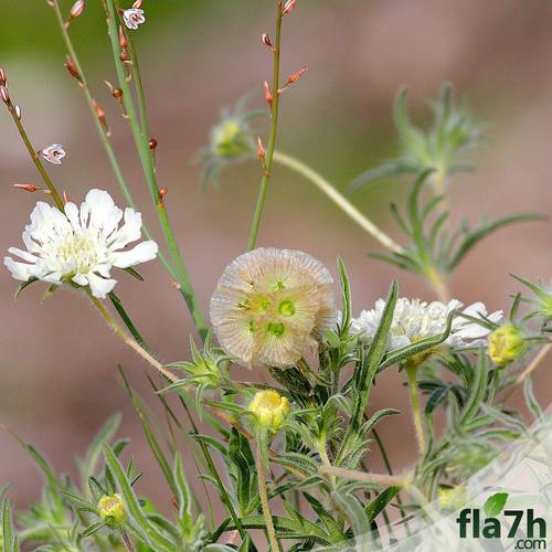 بذور أم قلاص  15 بذرة - Scabiosa
