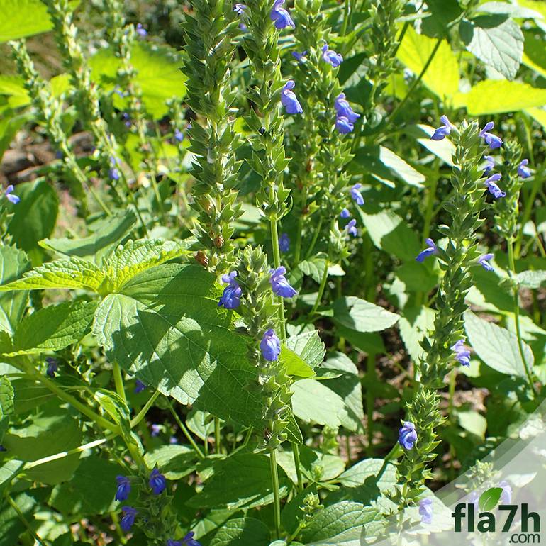 بذور الشيا 1000 بذرة  - Salvia hispanica