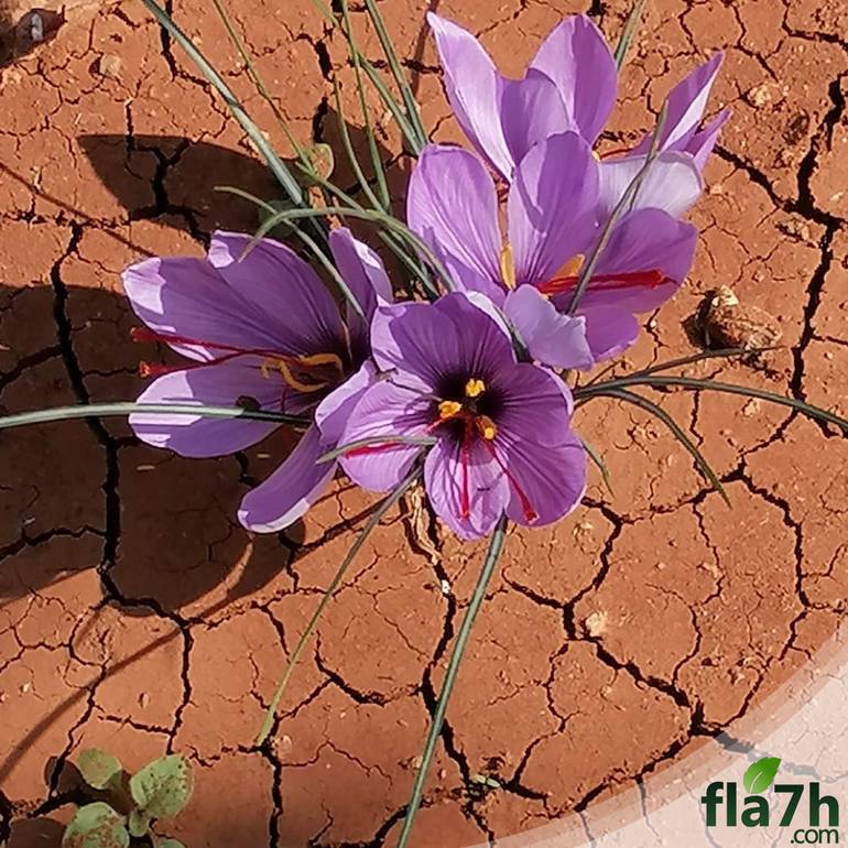 بصيلات الزعفران Crocus sativus