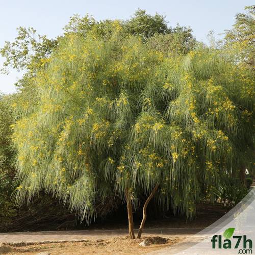الباركنسونيا  - 30 بذرة  - Parkinsonia