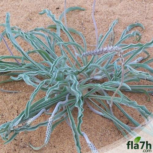 بذور عشبة الربلة 100 بذرة - Plantago ovata