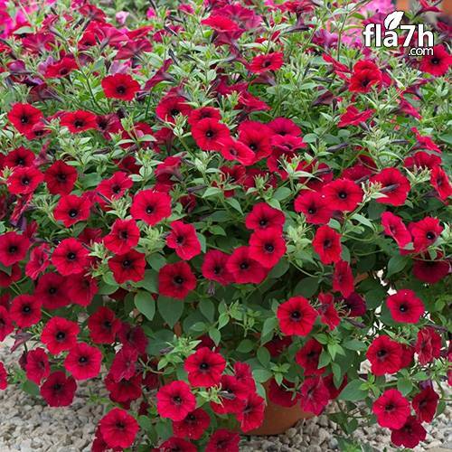 بذور بيتونيا حمراء 100 بذرة - Petunia