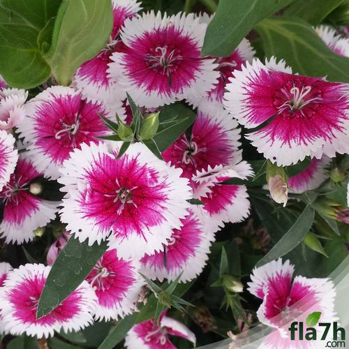 القرنفل الصيني 40 بذرة  - Dianthus chinensis