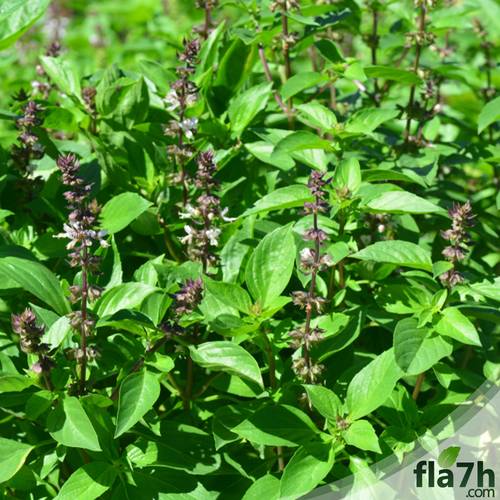 بذور عشبة الريحان 100 بذرة - Ocimum basilicum