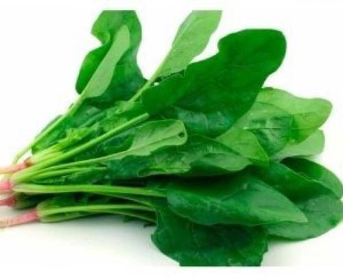 بذور نبات السلق-200 بذرة ( Beta vulgaris subsp )