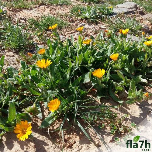 بذور الحنوة 40 بذرة - Calendula Tripterocarpa