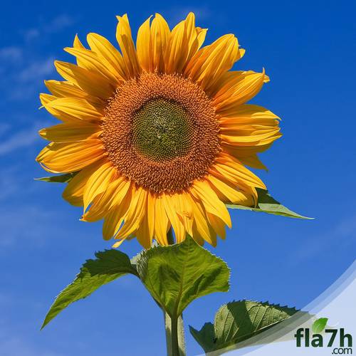 بذور زهور دوار الشمس زينة 25 بذرة - Helianthus annuus
