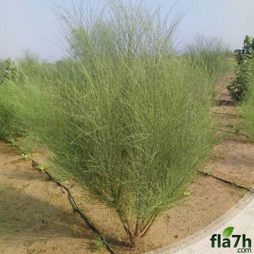 بذور البان العربي ( اليسر ) ( المورنقا العربي )  25 بذرة - Moringa