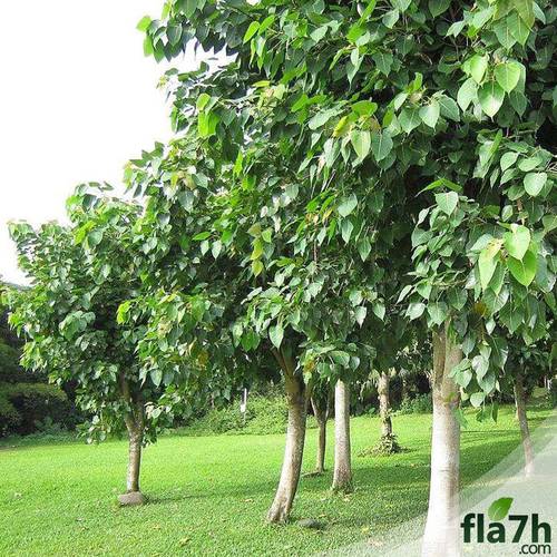 بذور فيكس لسان العصفور 150 بذرة Ficus religiosa