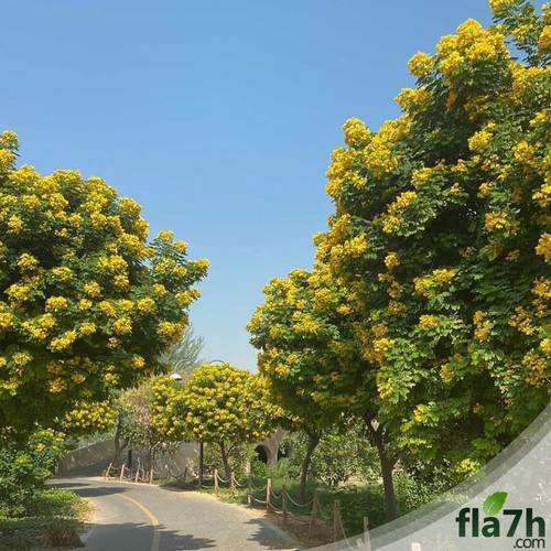 بذور كاسيا جلوكا 40 بذرة  Cassia glauca