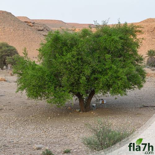 بذور السدر البلدي ( العبري ) ( النبق ) 40 بذرة - Ziziphus spina-christi