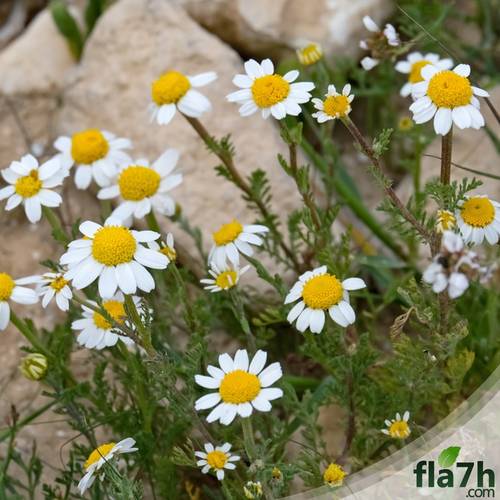بذور القحويان ( أقحوان بري ) 100 بذرة - Chrysanthemum