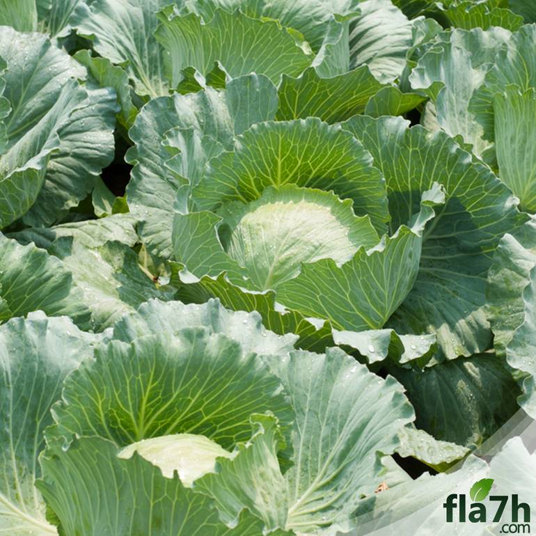 بذور الملفوف 150 بذرة  - Brassica oleracea var. capitata