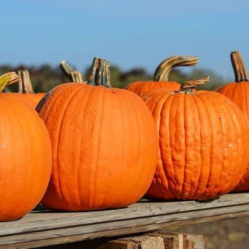 بذور القرع 30 بذرة- Cucurbita pepo