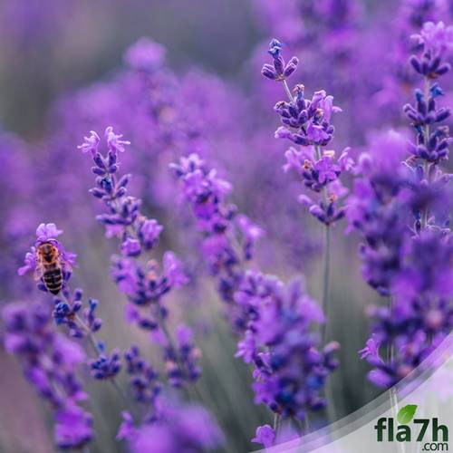 بذور اللافندر 70 بذرة - Lavender