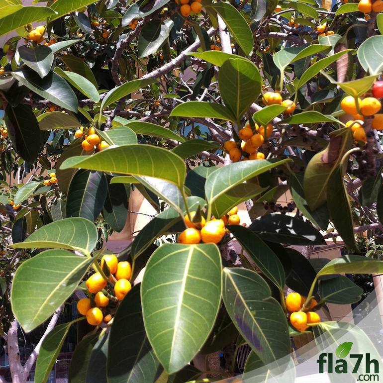 بذور فيكس التيسما - 100بذرة -  Ficus altissima