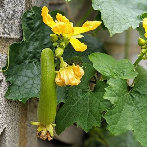 بذور متسلقة الليف - اللوف-30 بذرة  ( Luffa )