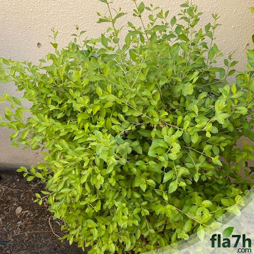 بذور شجرة الحناء 100 بذرة  - Lawsonia Inermis
