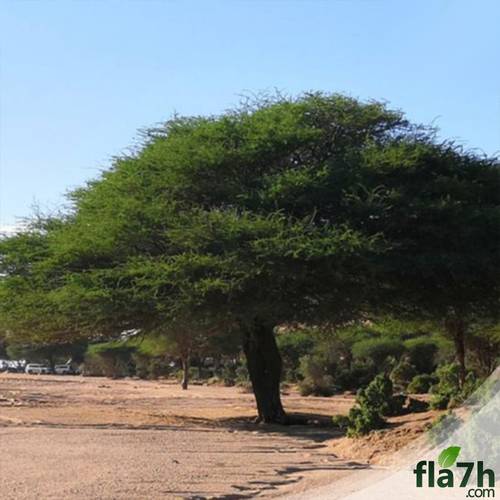 بذور طلح السيال 40 بذرة - Acacia seyal
