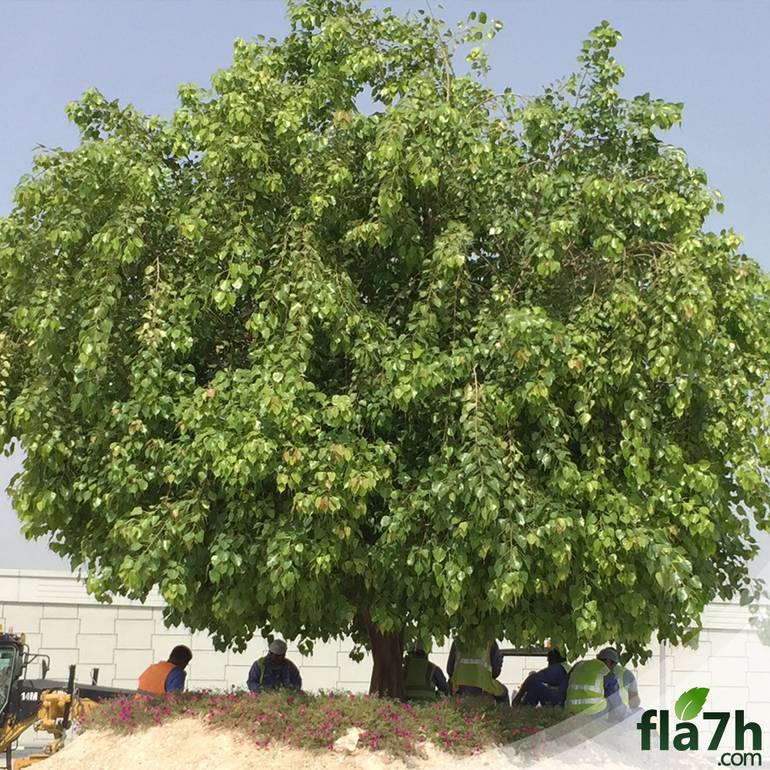 بذور فيكس لسان العصفور 150 بذرة Ficus religiosa