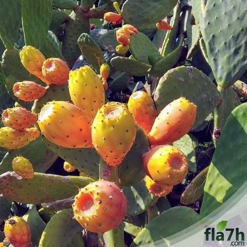 بذور التين الشوكي - 40 بذرة - Opuntia ficus-indica