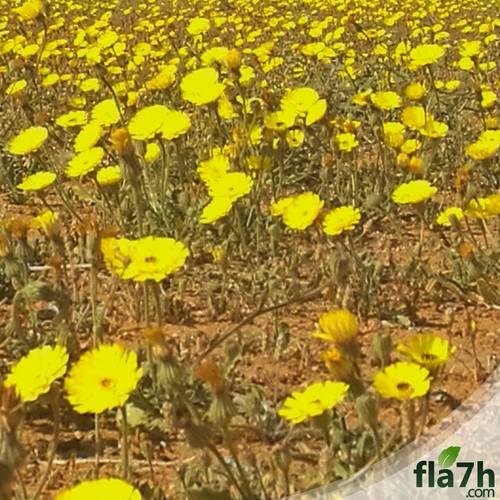 بذور زهرة الحوذان (Ranunculus) 50 بذرة