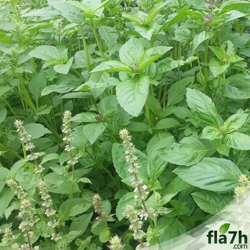 بذور الريحان الليموني 100 بذرة - BASIL LEMON