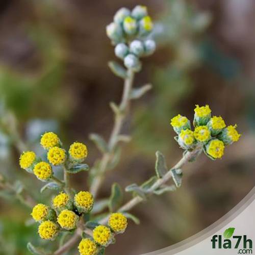 بذور القيصوم 50 بذرة - Achillea