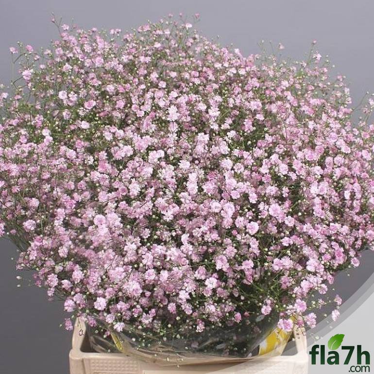 بذور زهور جيبسوفيلا ( الأبيض والوردي ) 70 بذرة - gypsophila