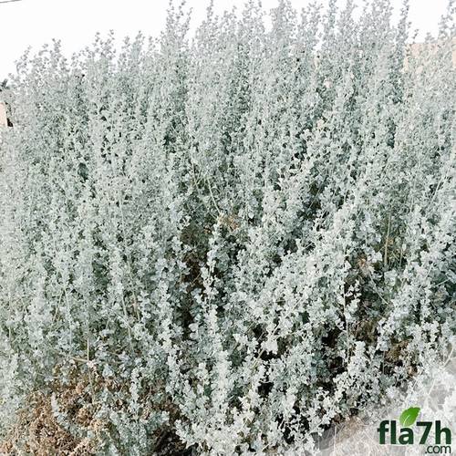 بذور الرغل 100 بذرة - Atriplex 
