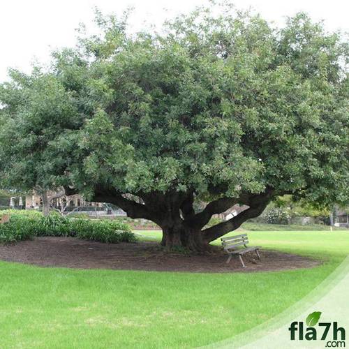 بذور شجرة الفلفل عريض الأوراق 40 بذرة - Schinus terebinthifolius