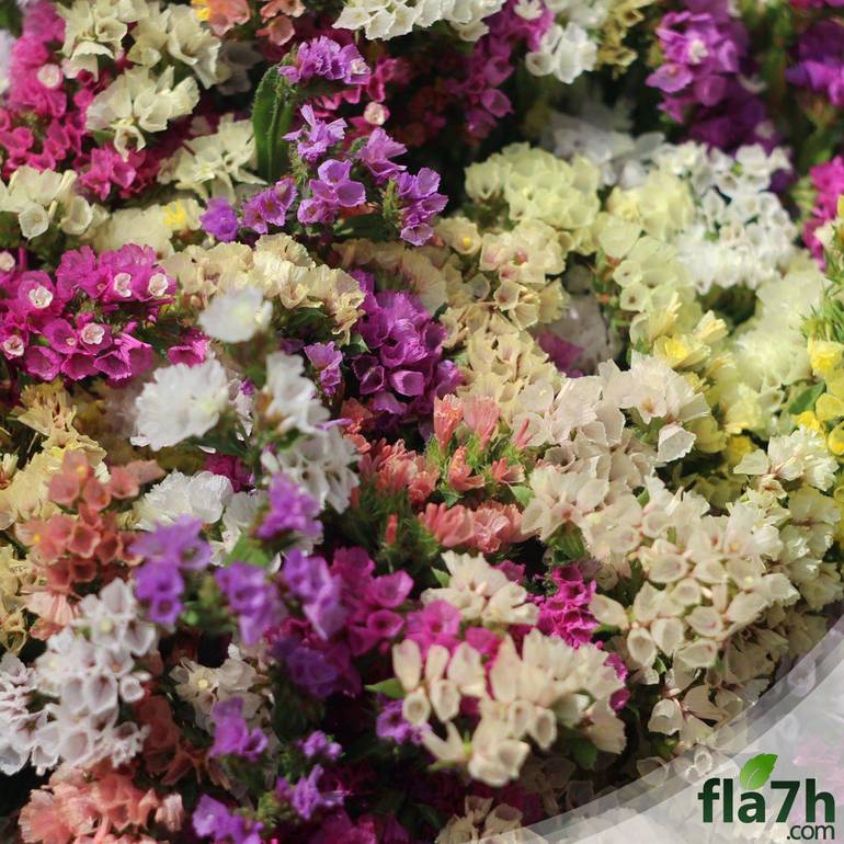 بذور زهور ستاتيس ( ليمونيوم ) - 70 بذرة - Limonium sinuatum