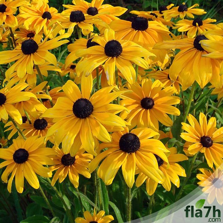 بذور زهور رودبيكيا - 100 بذرة - Rudbeckia hirta