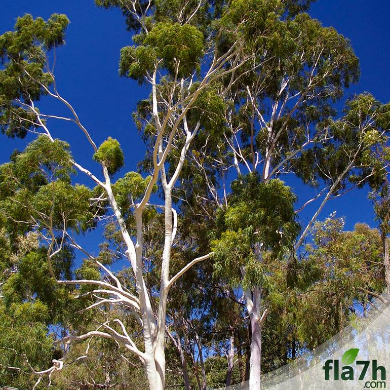 الكافور الليموني 50 بذرة  - Eucalyptus citriodora