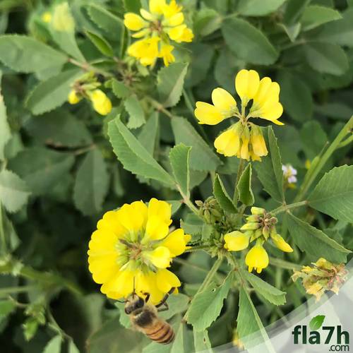 بذور النفل 100 بذرة - Trifolium