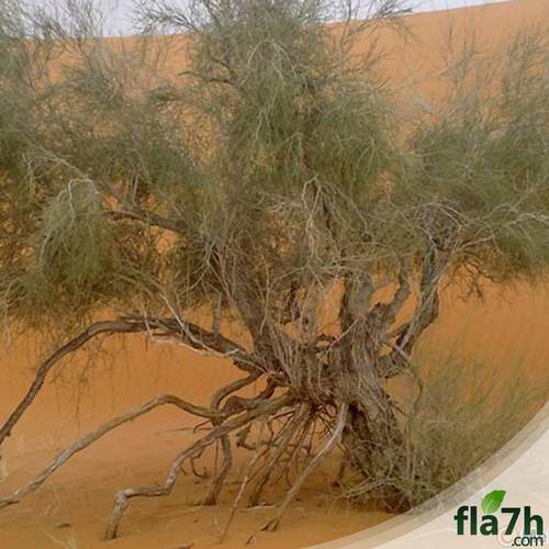 بذور شجرة أرطى 50 بذرة - Calligonum comosum