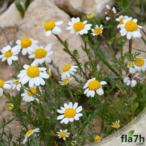 بذور القحويان ( أقحوان بري ) 1000 بذرة - Chrysanthemum