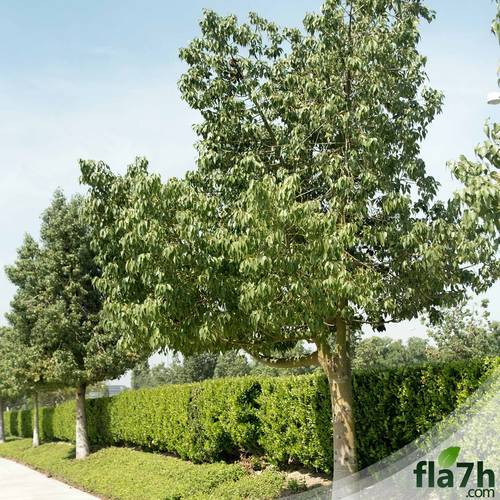 استركوليا 20 بذرة- Brachychiton populneus