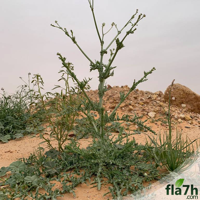 بذور نبات اليعضيد - العضيد- Urospermum