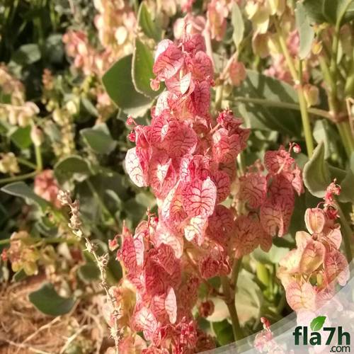 بذور عشبة الحميض 40 بذرة - Rumex vesicarius