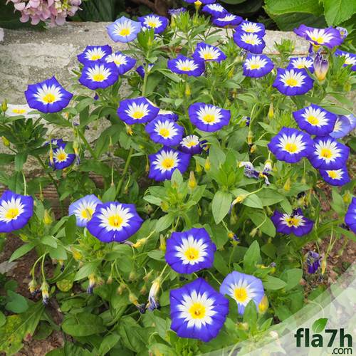 بذور اللبلاب 35 بذرة  - Convolvulus