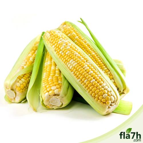 الذرة الصفراء ( هجين ) 100 بذرة  f1 -  yellow corn