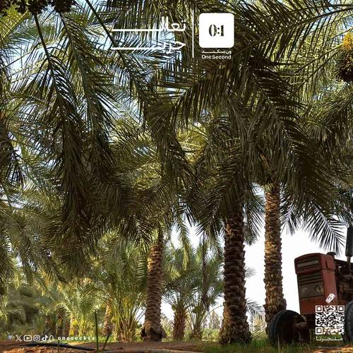 نخيل القصيم 