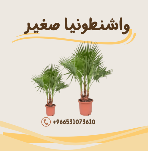 نخل واشنطونيا صغير