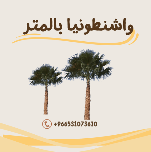 نخل واشنطونيا (بالمتر)
